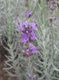 Lavandula angustifolia. Соцветие. Крым, Симферополь, ботсад университета. 6 ноября 2008 г.