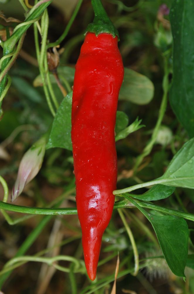 Image of Capsicum annuum specimen.