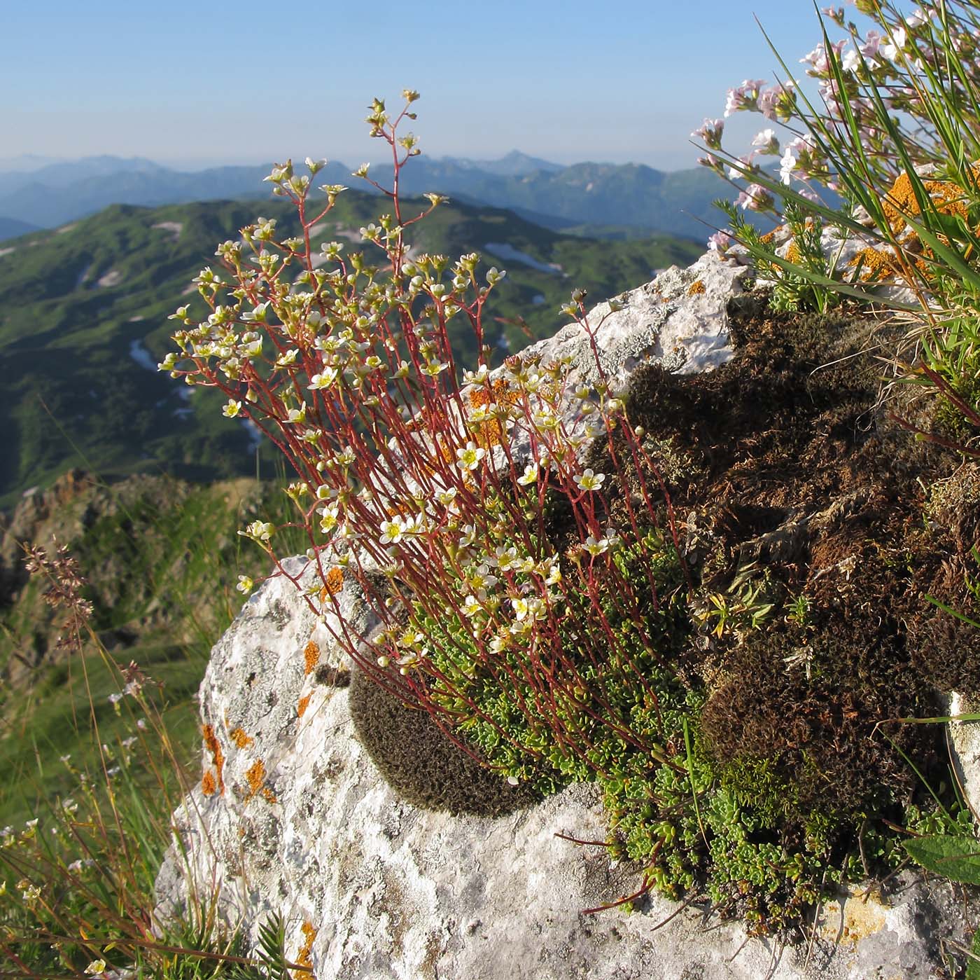 Image of Saxifraga cartilaginea specimen.