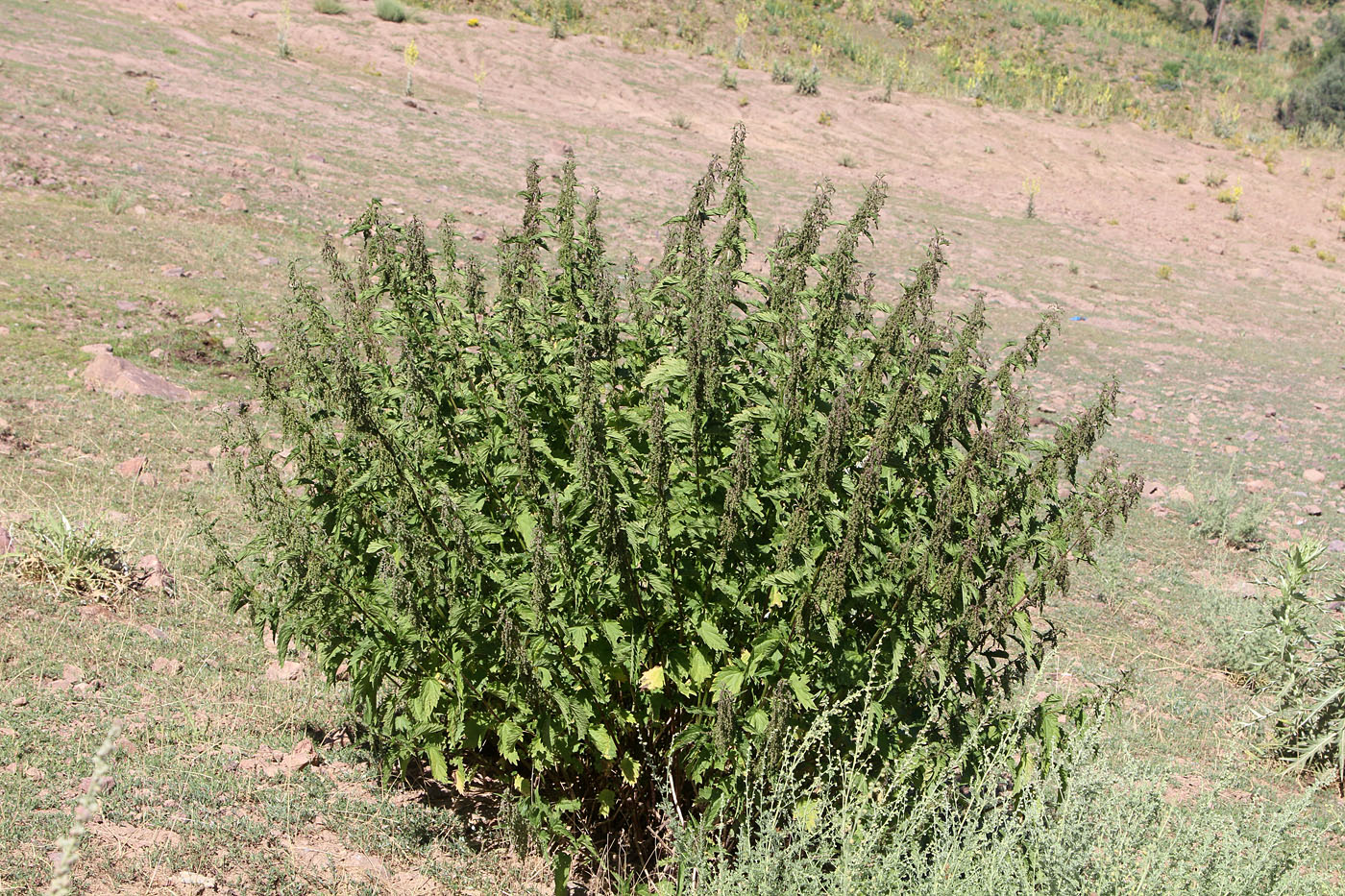 Изображение особи Urtica dioica.