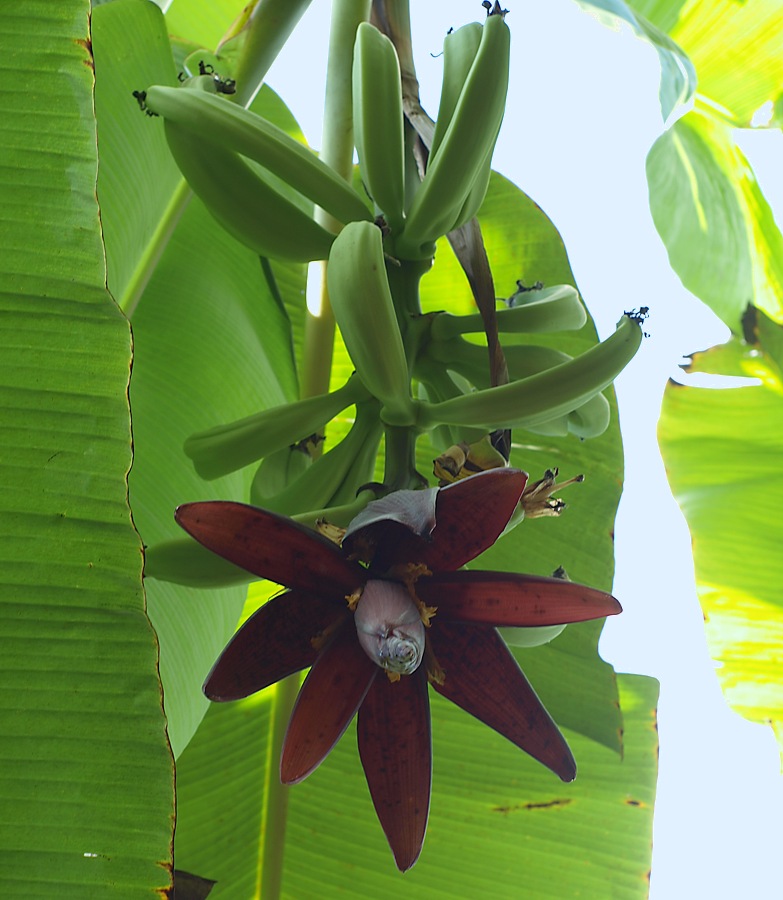 Image of Musa &times; paradisiaca specimen.