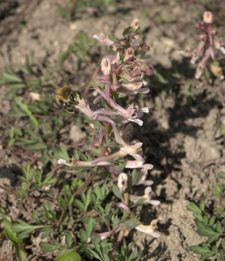 Image of Corydalis wendelboi ssp. congesta specimen.