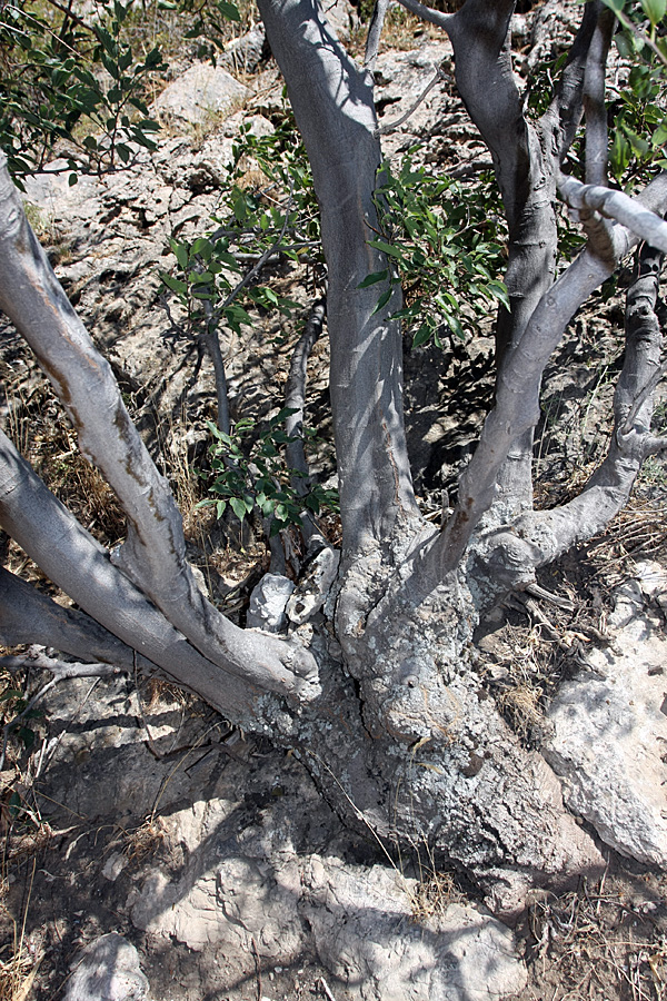 Image of Celtis caucasica specimen.