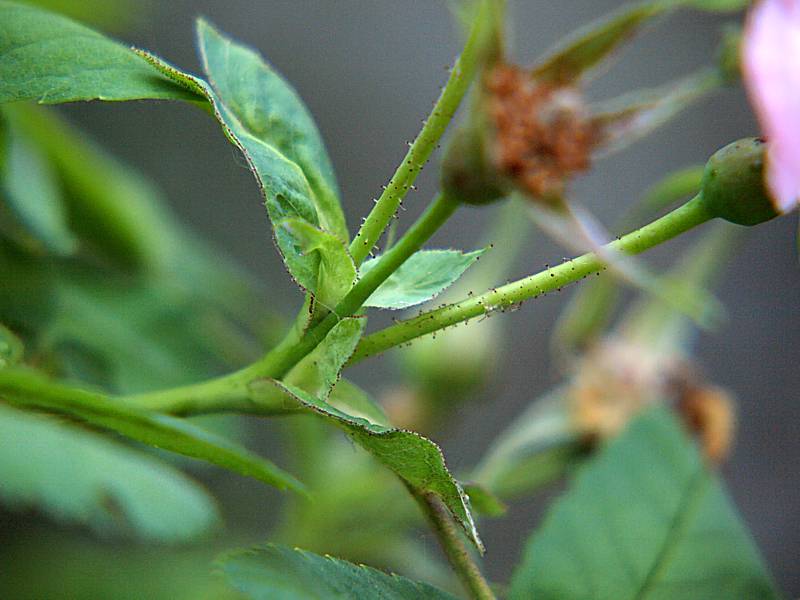 Image of Rosa acicularis specimen.