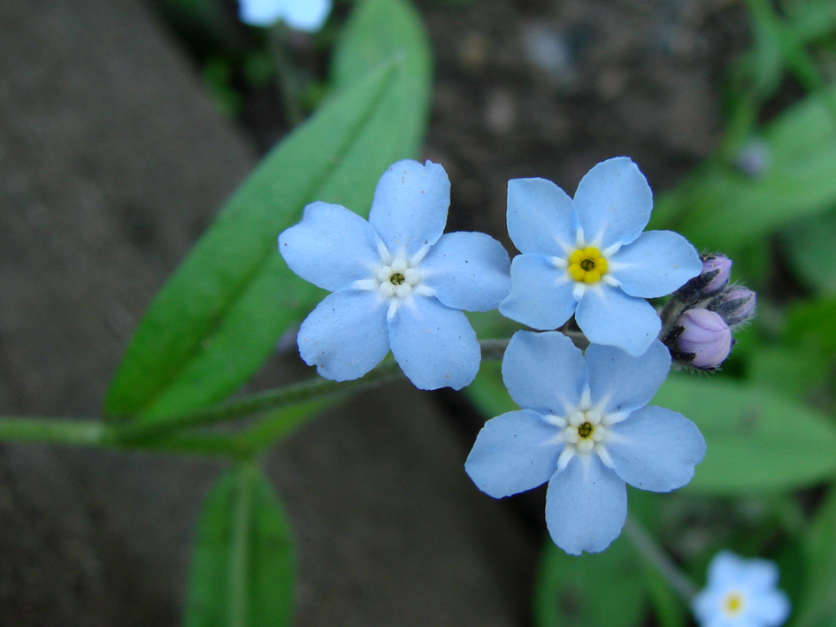 Изображение особи Myosotis imitata.