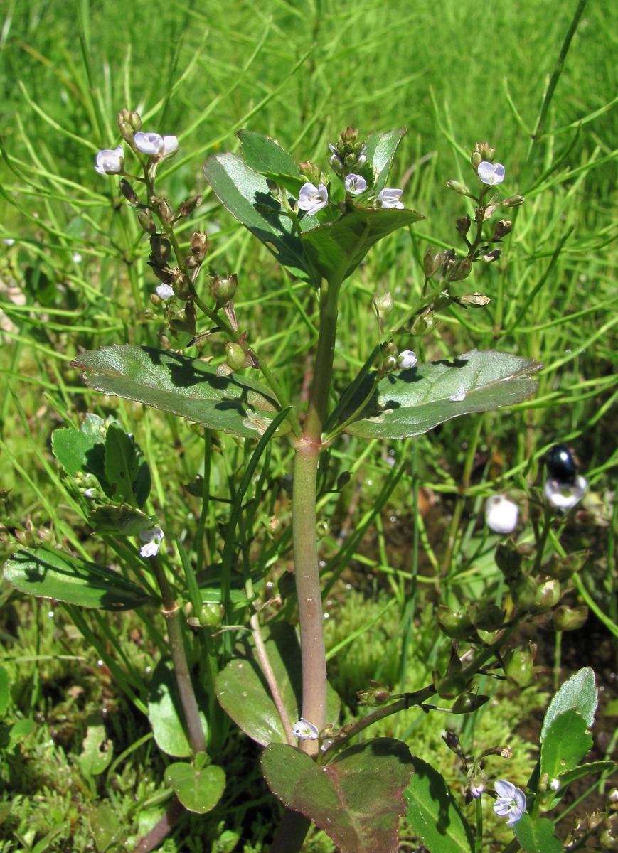 Image of Veronica beccabunga specimen.