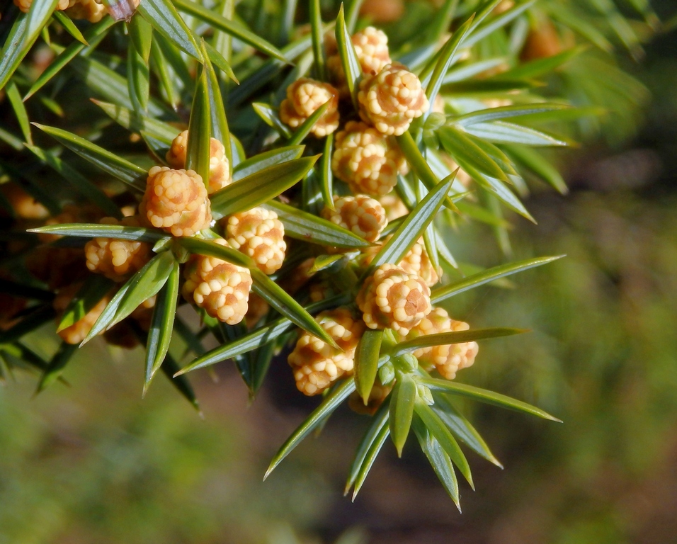 Изображение особи Juniperus deltoides.