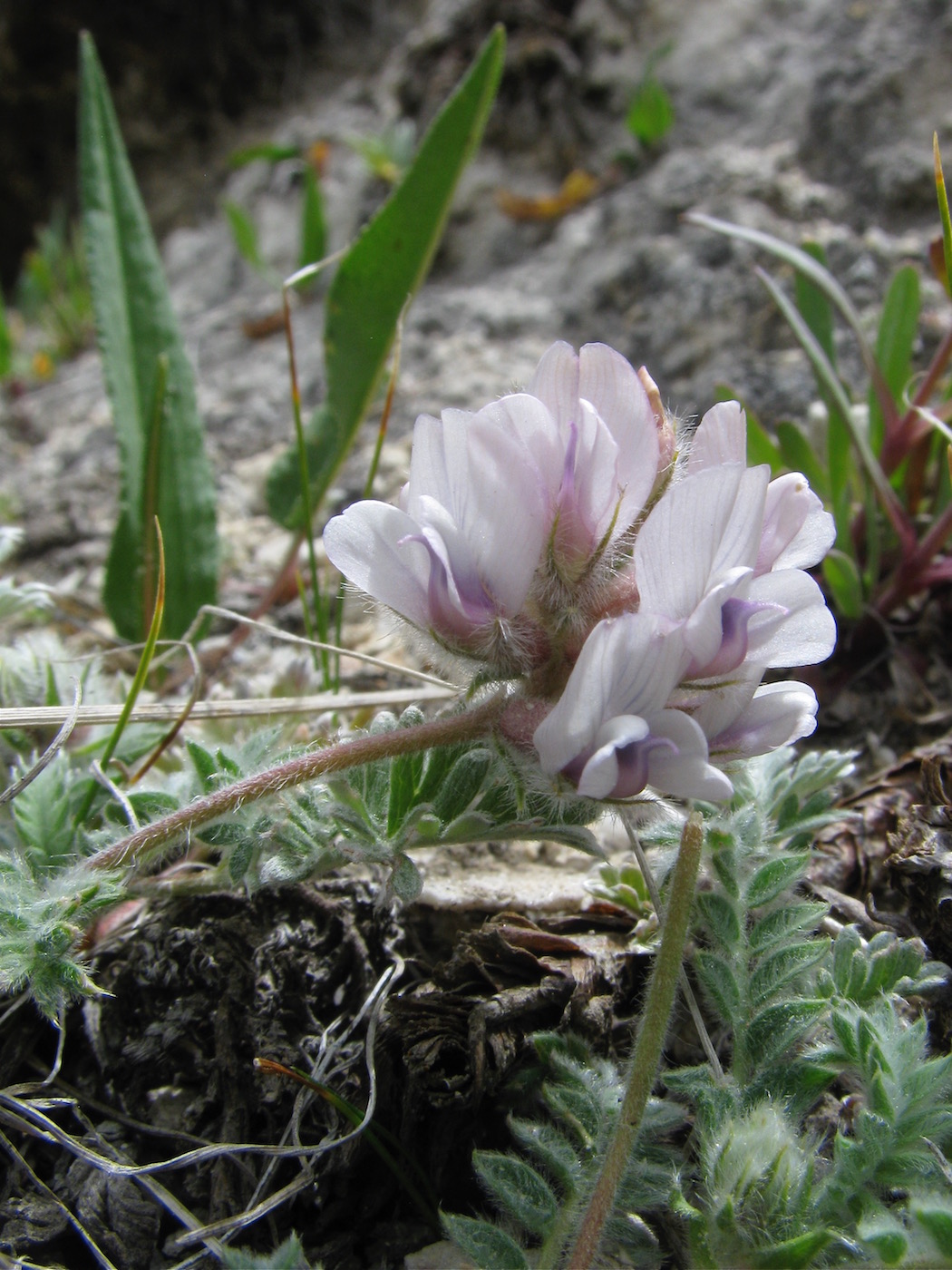 Image of Oxytropis alajica specimen.