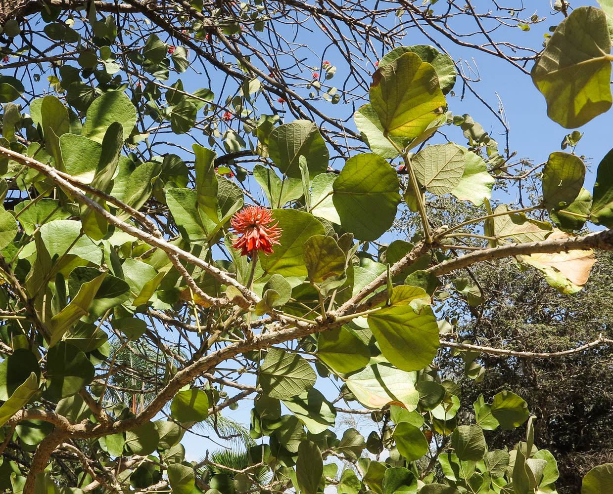 Image of Erythrina abyssinica specimen.