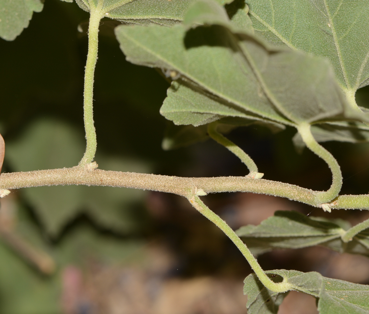 Image of Malva subovata specimen.