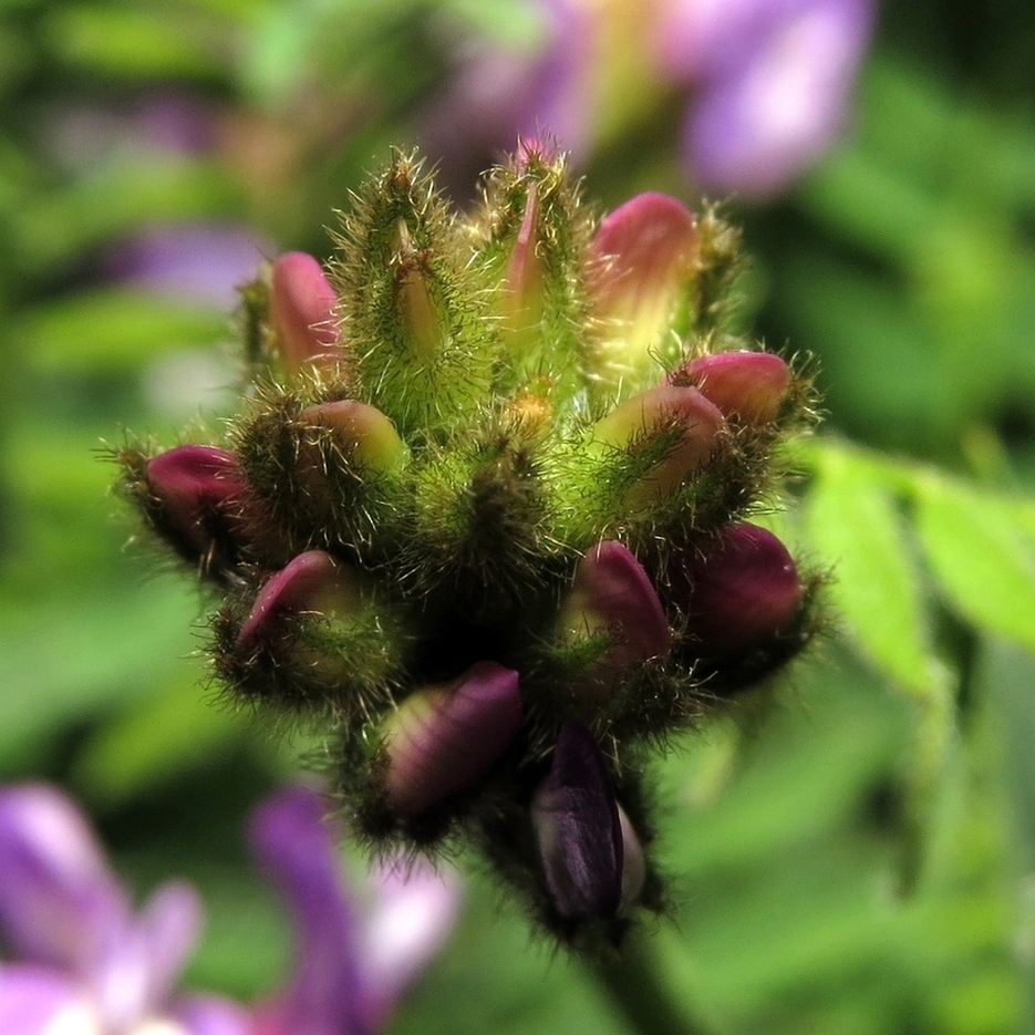 Image of Astragalus danicus specimen.