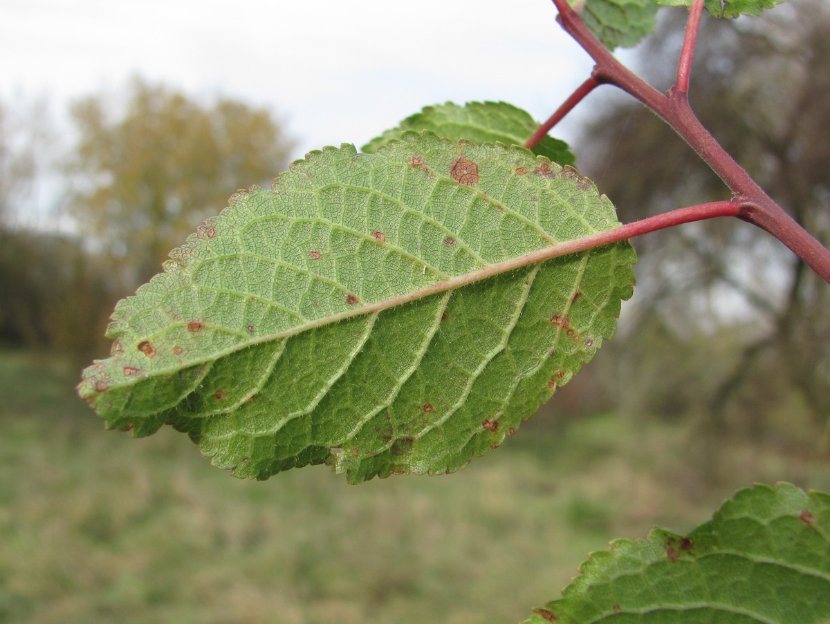 Image of familia Rosaceae specimen.