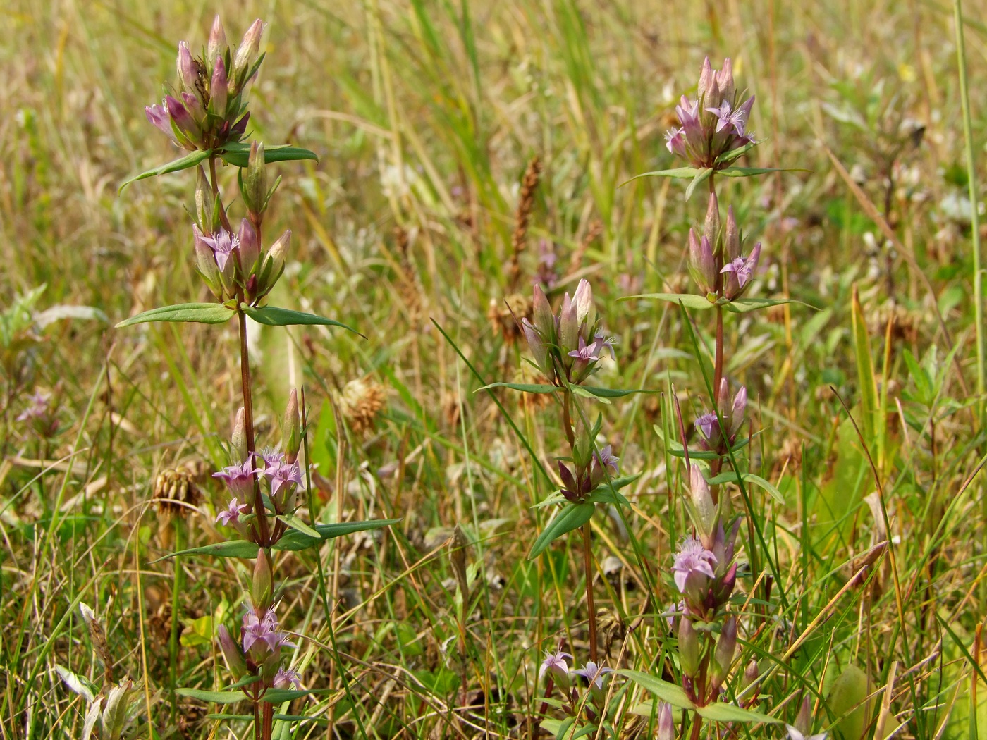 Изображение особи Gentianella acuta.