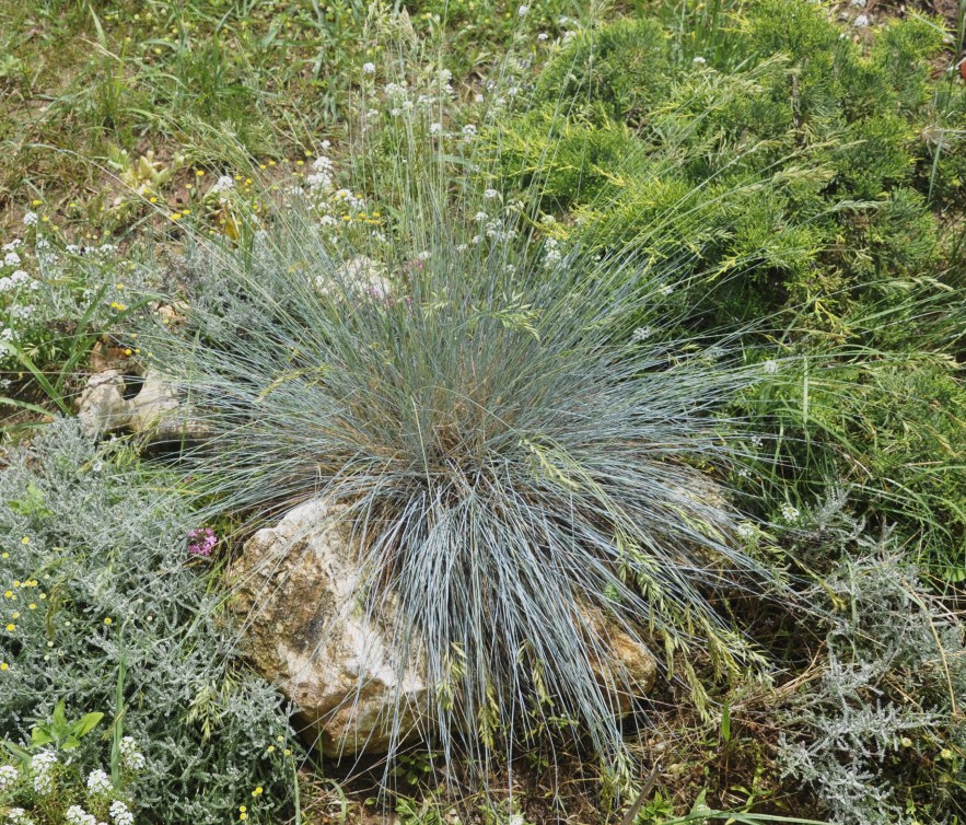 Image of genus Festuca specimen.