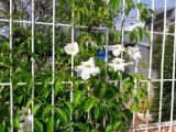 Pandorea jasminoides