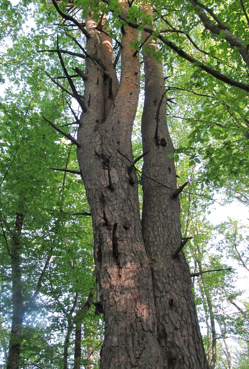 Image of Pinus sylvestris ssp. hamata specimen.