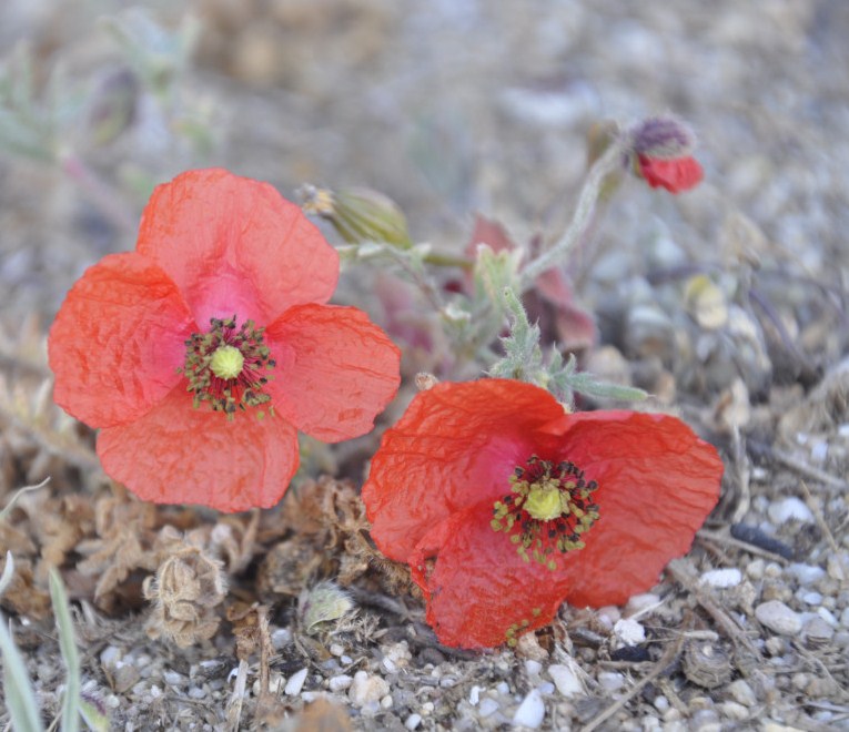 Image of Papaver rhoeas specimen.