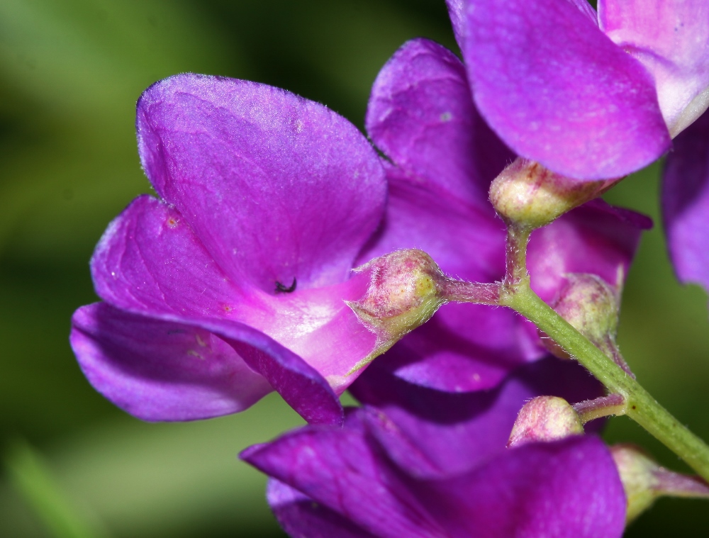 Image of Lathyrus quinquenervius specimen.