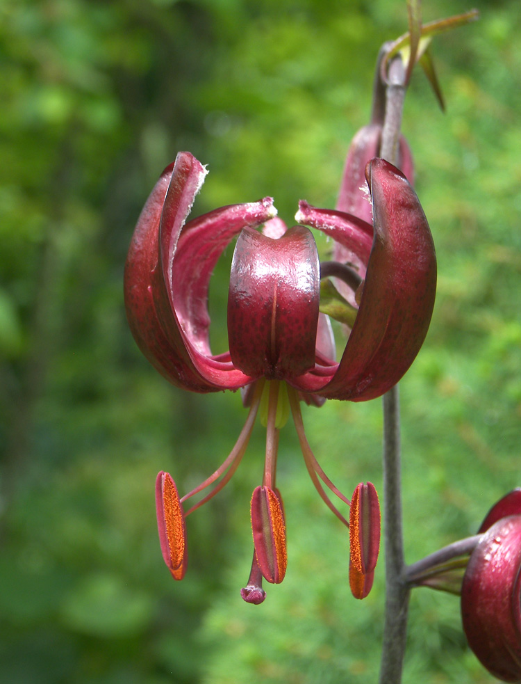 Image of Lilium sanguineopurpureum specimen.