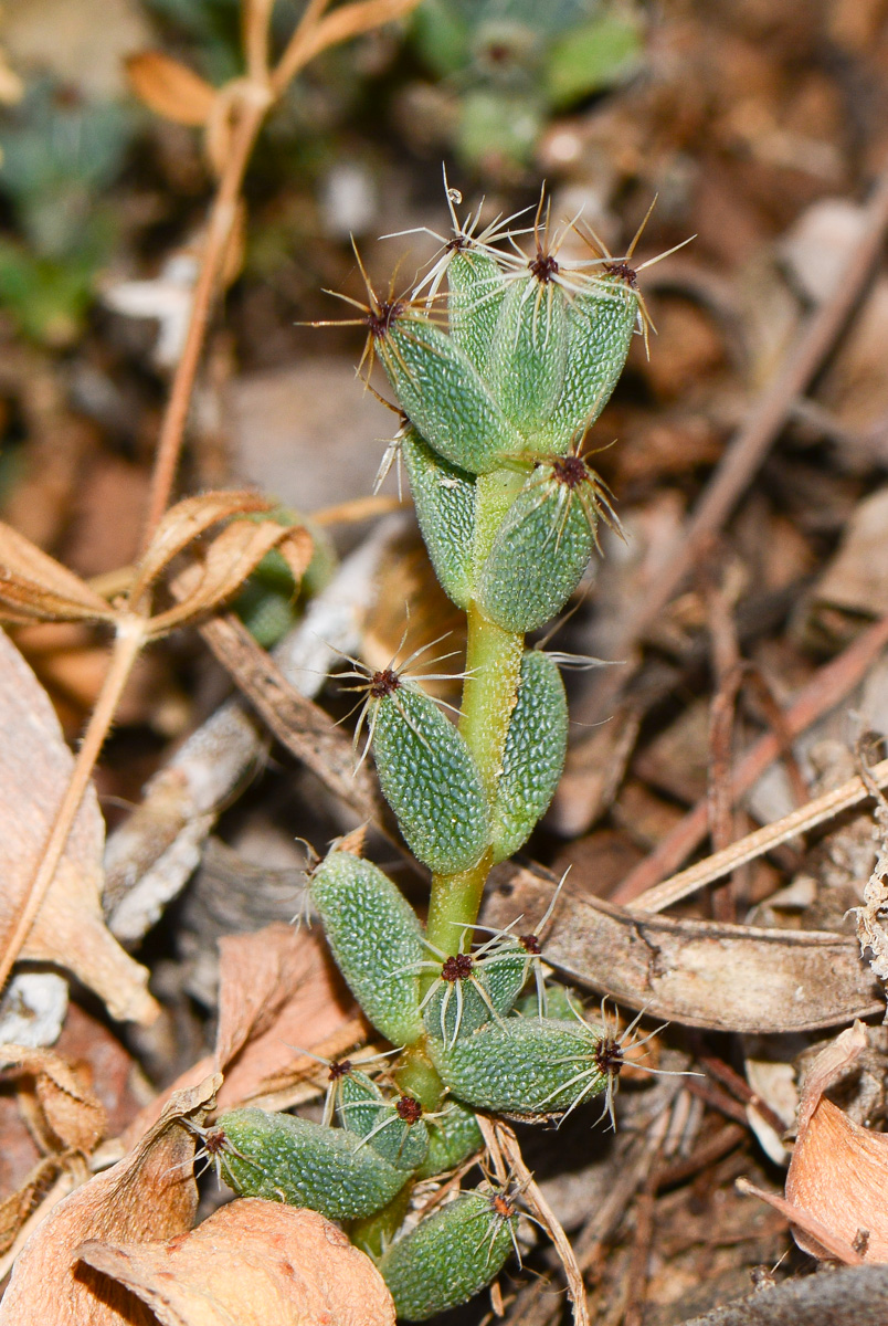 Image of genus Trichodiadema specimen.