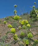 Astragalus ponticus