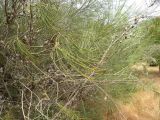 View full-size image Hakea orthorrhyncha