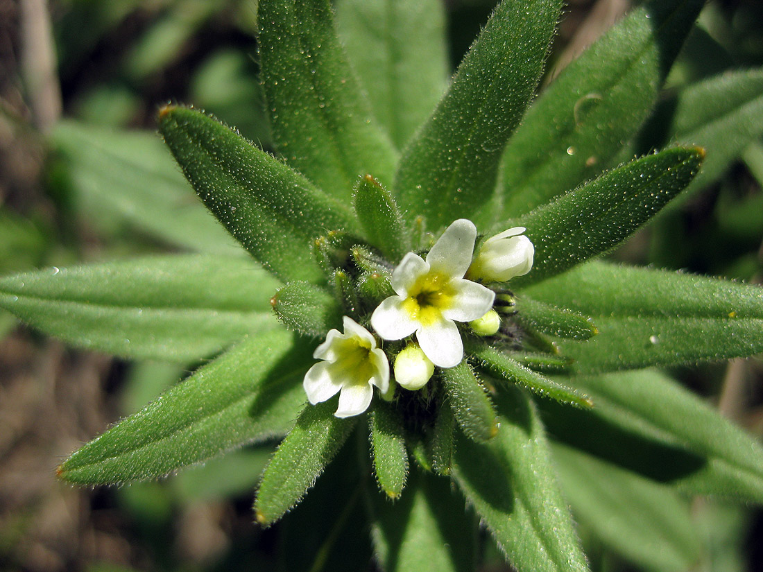 Image of Buglossoides rochelii specimen.