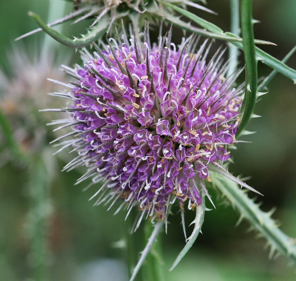 Image of Dipsacus fullonum specimen.