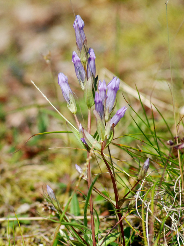 Image of Gentianella propinqua specimen.