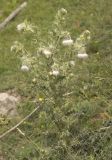 Cirsium echinus. Цветущее растение. Кабардино-Балкария, Эльбрусский р-н, средняя часть долины р. Ирик, луг. Июль 2009 г.