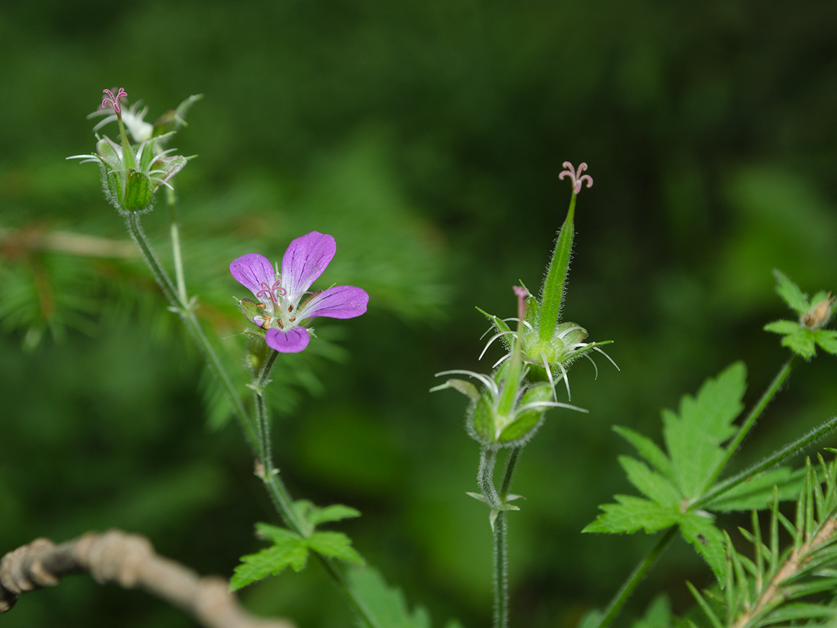 Изображение особи Geranium sylvaticum.