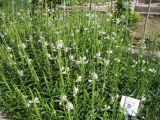 Смотреть изображение Physostegia virginiana