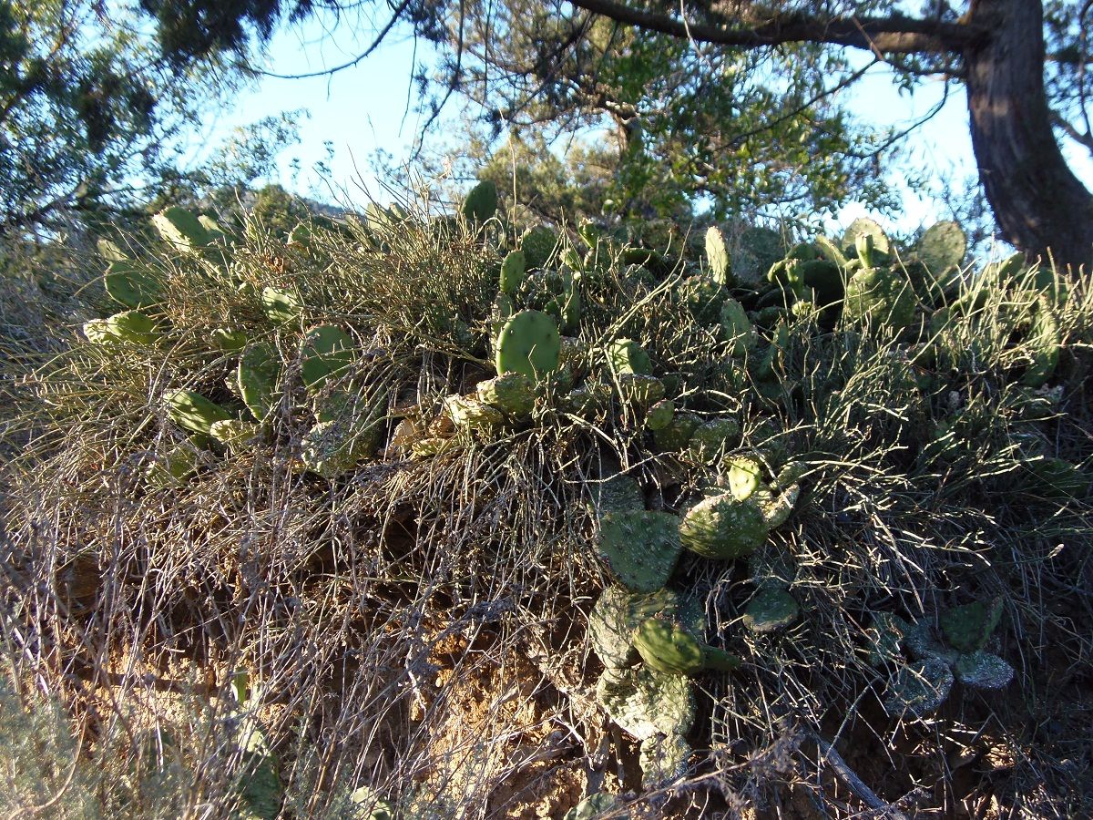 Изображение особи Opuntia humifusa.