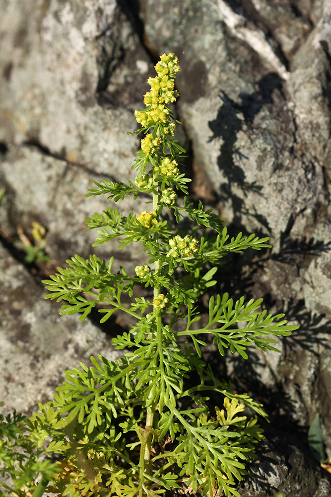 Image of Artemisia aurata specimen.