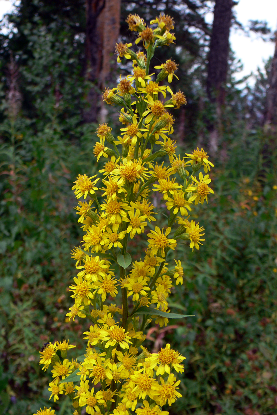 Изображение особи Solidago virgaurea.