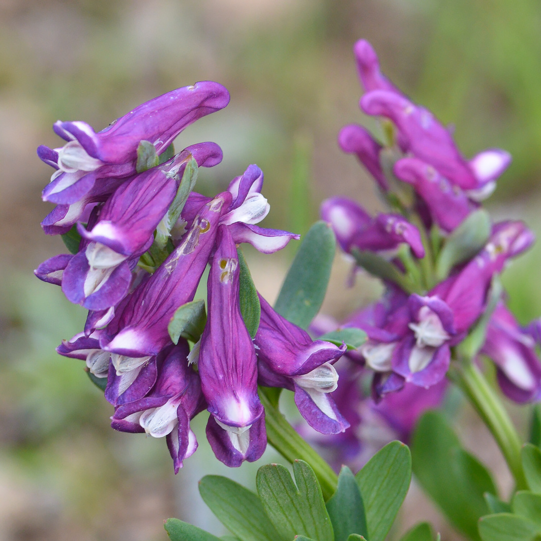 Изображение особи Corydalis conorhiza.