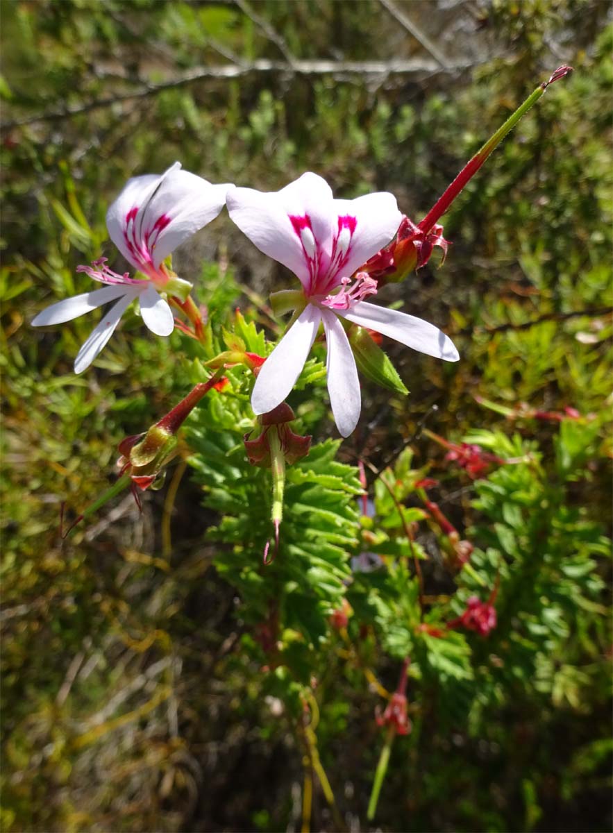 Image of Pelargonium crispum specimen.