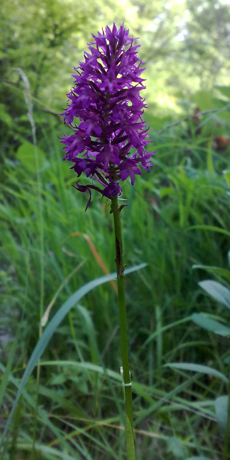 Изображение особи Anacamptis pyramidalis.