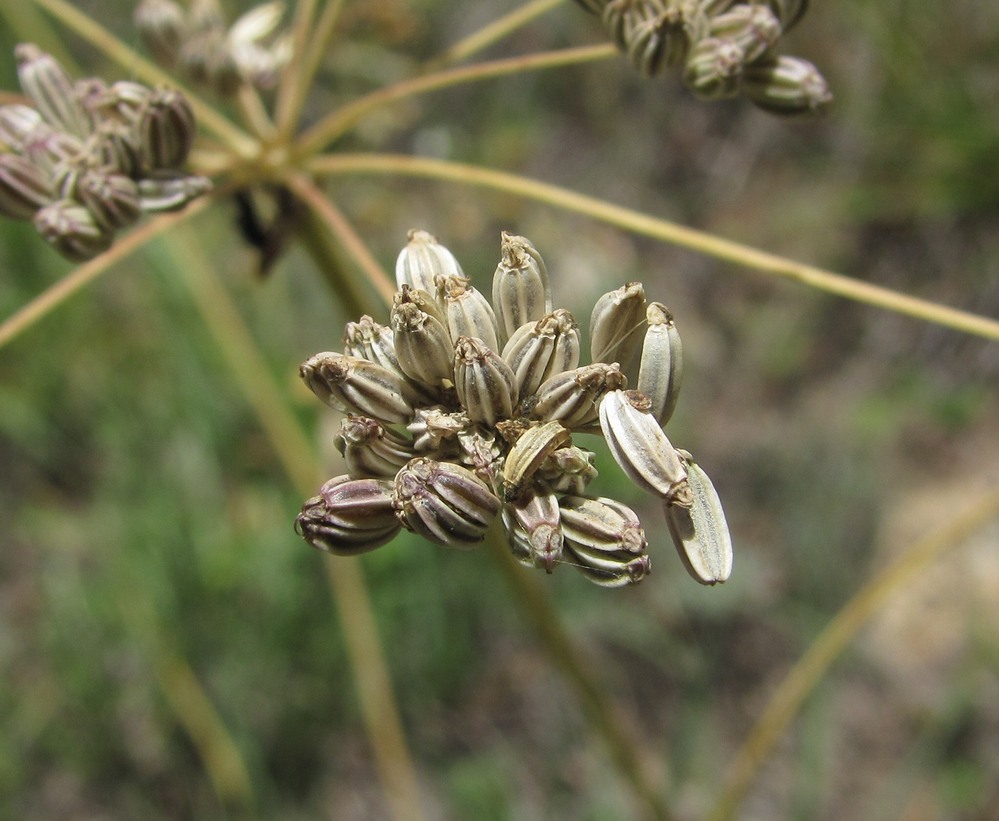 Image of Seseli varium specimen.