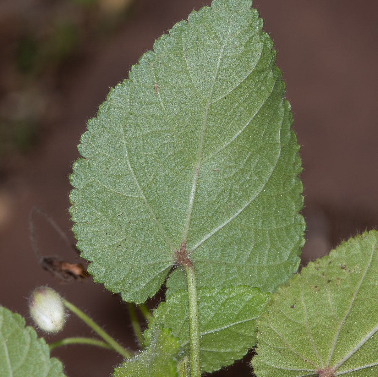 Image of Sparmannia africana specimen.