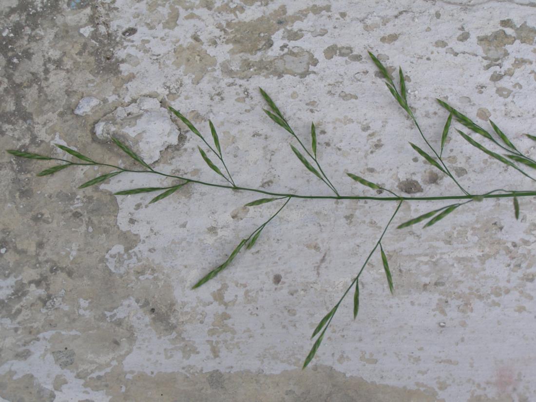 Image of Glyceria notata specimen.