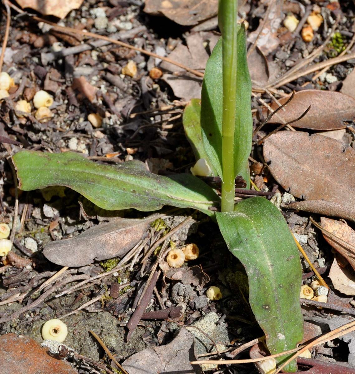 Image of Neotinea maculata specimen.