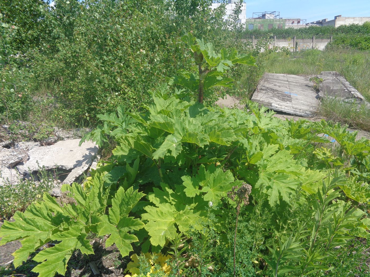 Image of Heracleum sosnowskyi specimen.