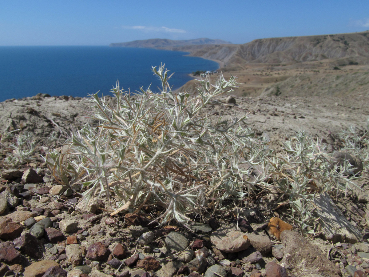 Изображение особи Ceratocarpus arenarius.