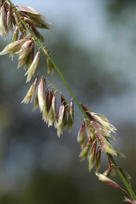 Image of Melica altissima specimen.