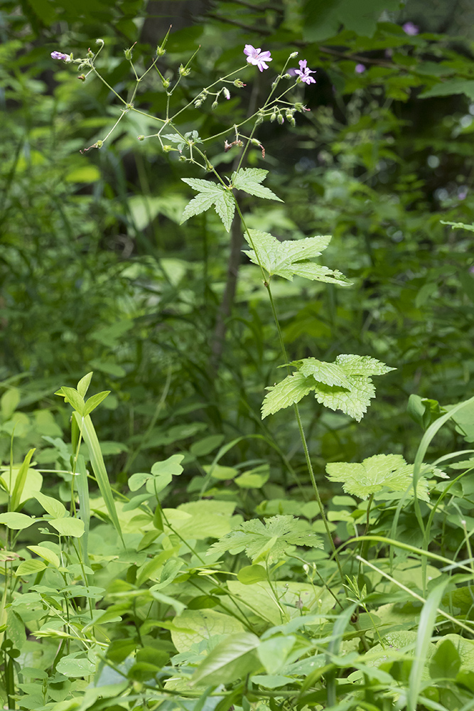 Image of Geranium gracile specimen.