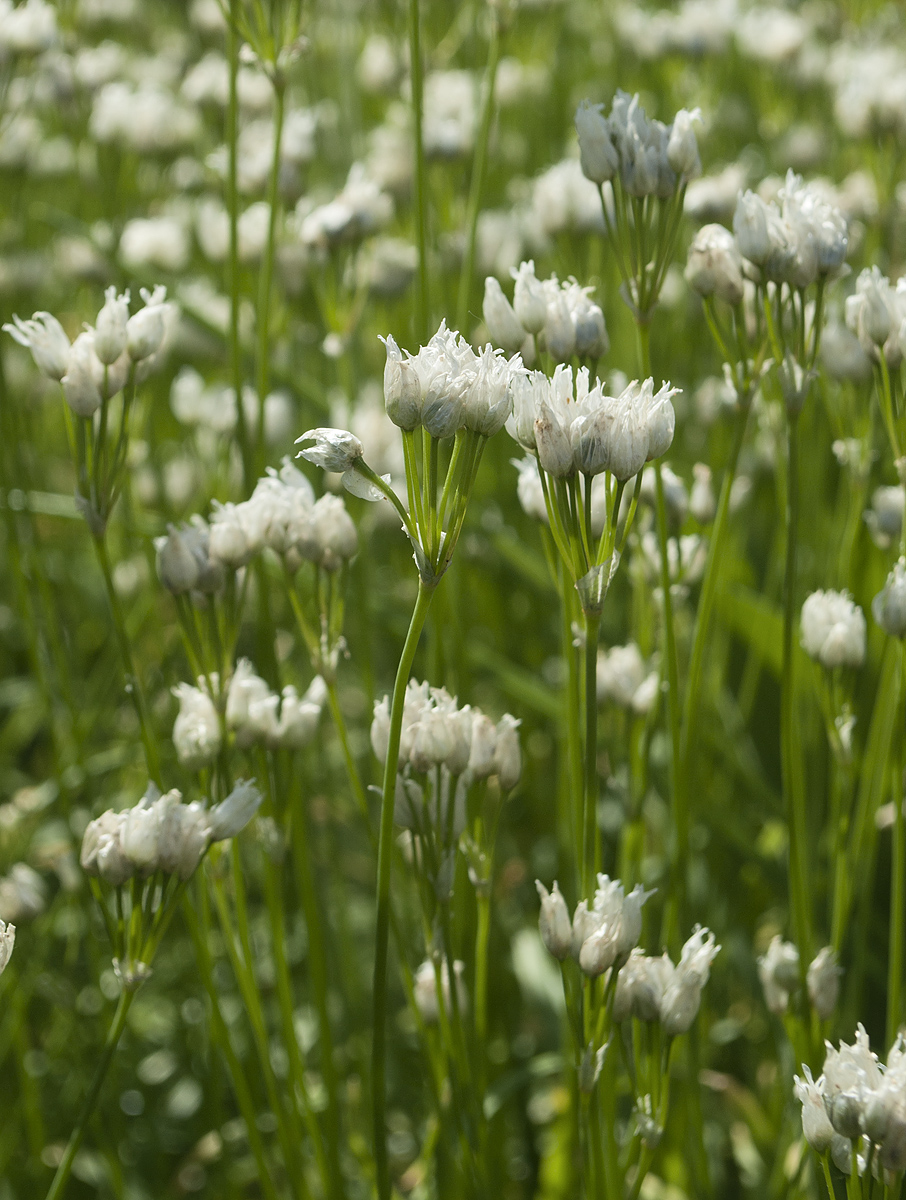 Image of Allium zebdanense specimen.