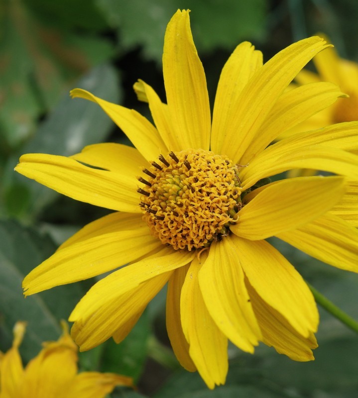 Image of Heliopsis helianthoides ssp. scabra specimen.