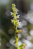 Goodyera repens. Соцветие. Псковская обл., Пустошкинский р-н, зеленомошный сосновый лес с чернично-брусничным подлеском. 29.07.2019.