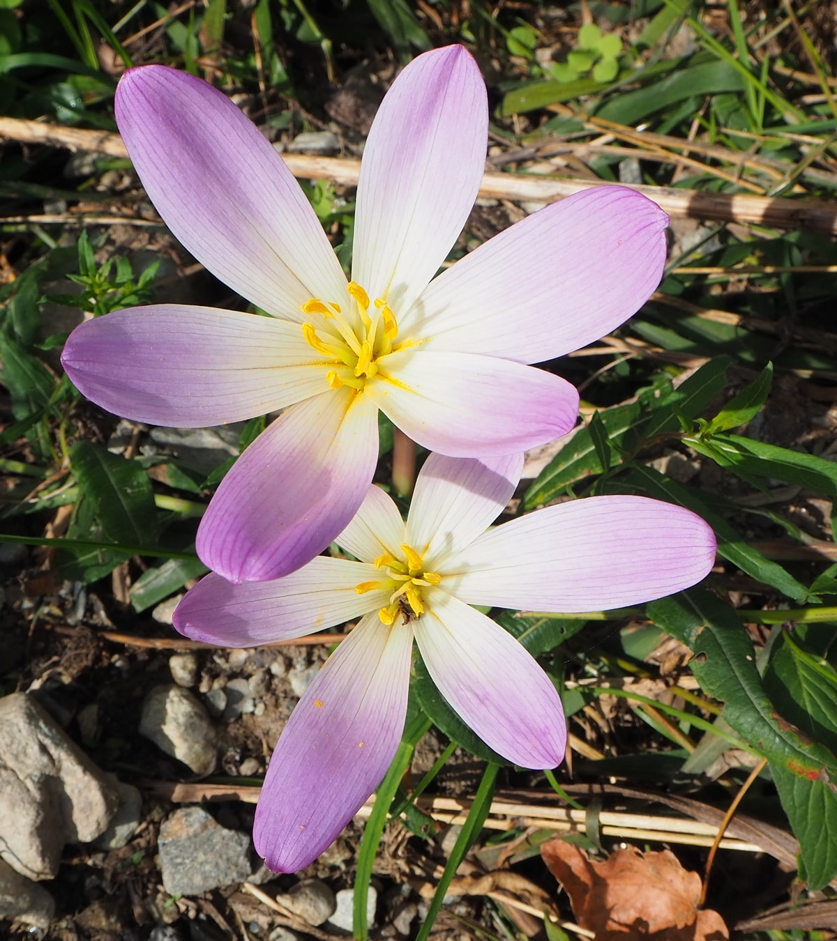 Изображение особи Colchicum speciosum.